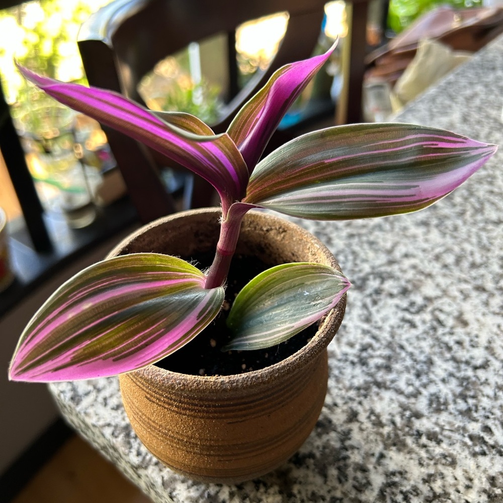Variegated Nanouk rooted